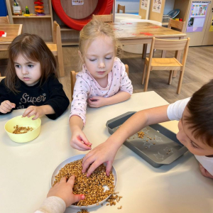 sijanje_psenice00004